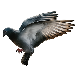 Pombo